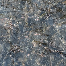 こんにちは！今週の放流は！！の画像