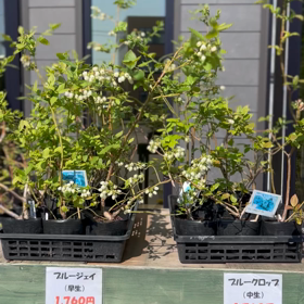 休日は…の画像