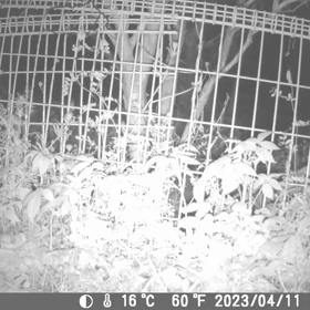 すぎぴたんの事件簿シーズン3　227話（簡単に柵越え！ハクビシン）の画像