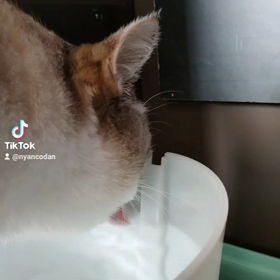 ユキルウかわゆし#Rosefamily #ニャンデジの画像