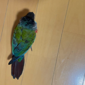 最近いろいろかな？の画像