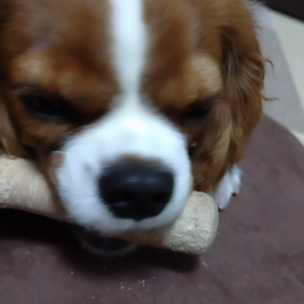 そら君 ガリガリむしゃむしゃの画像