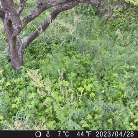 すぎぴたんの事件簿シーズン3　239話（何かを食べたヒヨドリ）の画像