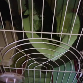 レイちゃんのハンティングの画像