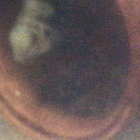 ホワイトコンビクト × ブルータイガーパロット  孵化の画像