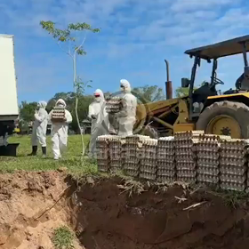 alaephoenicisの画像