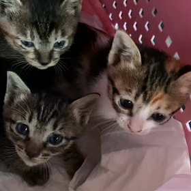 今度は子猫来ましたの画像