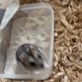 ねず子ちゃんの画像