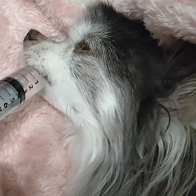 クッキーの記録（5.8）の画像