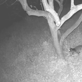 すぎぴたんの事件簿シーズン3　228話（ご休憩場所！　ハクビシン）の画像