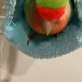 ベット大好きメロンの画像