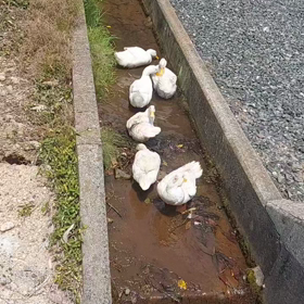 アヒルさん(*^^*)♪の画像