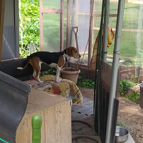 今日のちょこちゃん(動画)の画像