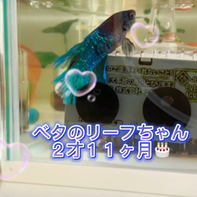 2才11ヶ月のベタの画像