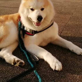 暖かいというより暑い朝。散歩途中で1枚脱いだ飼い主です。未来丸は歩きたくないけど、飼い主とのつきの画像