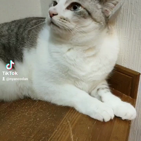 ユキルウかわゆし#Rosefamily #ニャンデジの画像