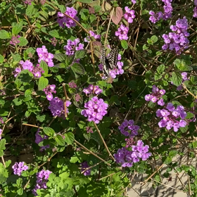 アゲハチョウの画像
