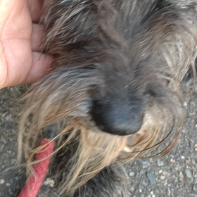 管理所　犬　里親様募集中の画像