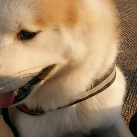今朝は千葉で震度5強の地震。最近地震が多い。静岡県は大地震が来ると言われて何十年。大丈夫かなと思の画像