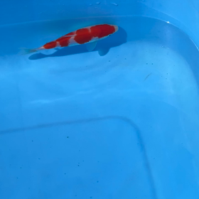 4段柄紅白 ご成約！の画像