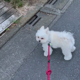 1970年代～1980年代の画像