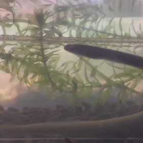 ウナギが少し成長したような気がの画像