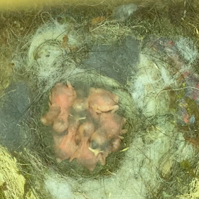 シジュウカラの画像