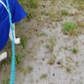台風直撃か⁉️いつ強雨になるかわからない中、曇り時々小雨で飼い主ともカッパを着込み朝散歩。の画像