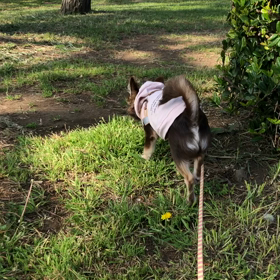 臍ヘルニア。。(・∀・;;)の画像