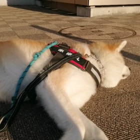 さわやかなゴールデンウィークの早朝散歩。未来丸は飼い主と呼吸ピッタリ⁉️イヤイヤゼロで朝散歩終了の画像