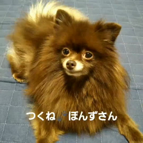 ぽんちゃん会いたいなの画像