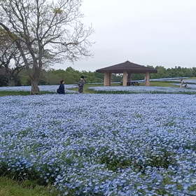 2023/04/21ネモフィラの画像