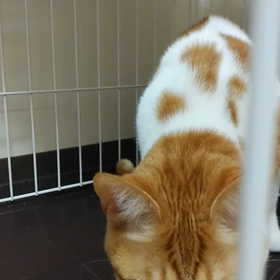 にゃんこ写真の画像