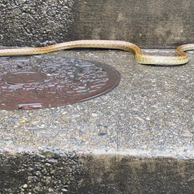 ヘビさんの画像