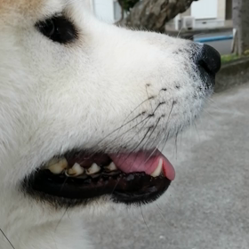 今朝は、秋田犬のそら君、ぶん太君、茶のラブラドール二匹、大型犬との遭遇連発の朝散歩でした。だいたの画像