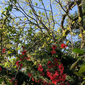 春の風物詩…の画像