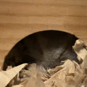 つむちゃん♡おはようの画像