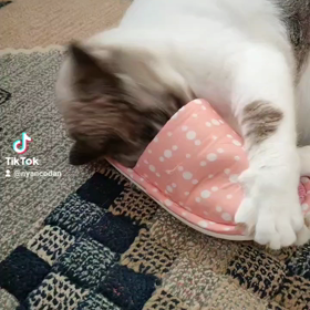 ユキルウかわゆし#Rosefamily #ニャンデジの画像