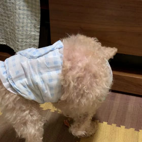 歯石取りの後のおやつの画像