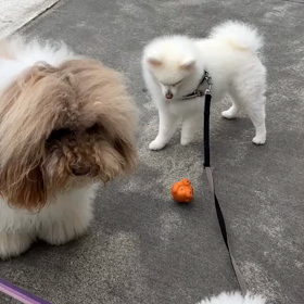 可愛い動画の画像