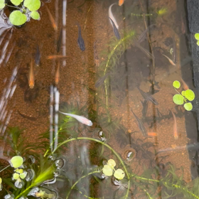 ミックスメダカ1匹200円で販売しています。の画像