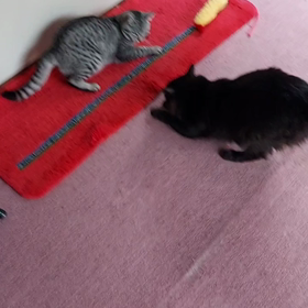 朝から運動会じゃ(>_<)の画像