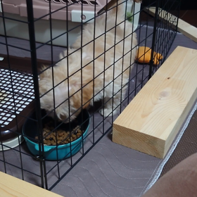 食事中！の画像