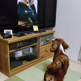 闘う子犬の画像