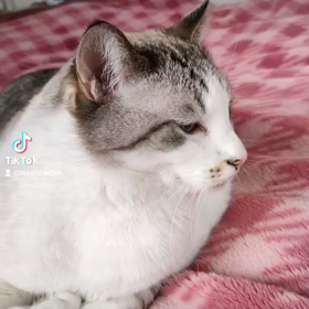 ユキルウ #かわゆし#Rosefamily #ニャンデジ #かわゆしの画像