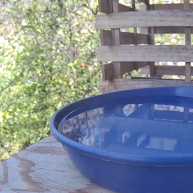 すぎぴたんの事件簿シーズン3　234話（酒豪キジバト！）の画像