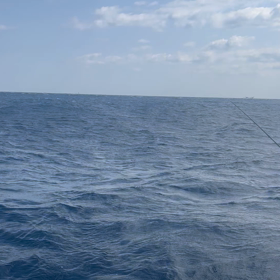 今度は大ナブラ！！！の画像