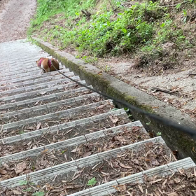 毛繕いながっの画像