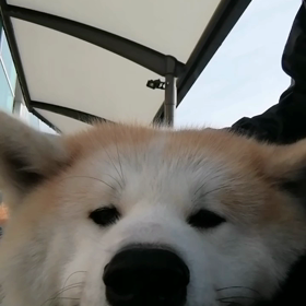 飼い主完敗‼️朝散歩スタートから動かず。無理やり家の中からハーネスを吊り上げて外へ出す。グイグイの画像