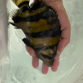 シャムタイガー発送！！の画像